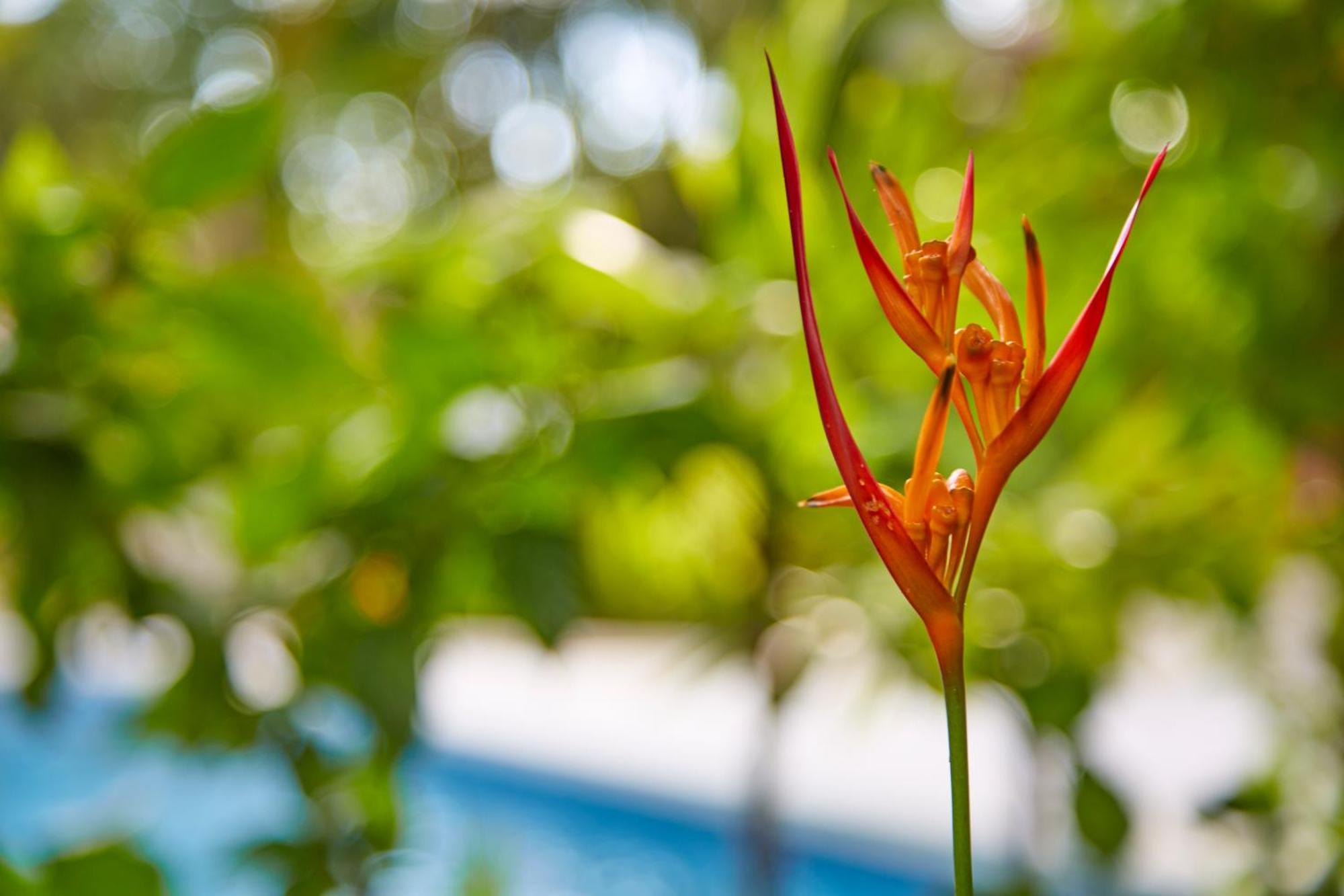 Living Hotel Nosara Dış mekan fotoğraf