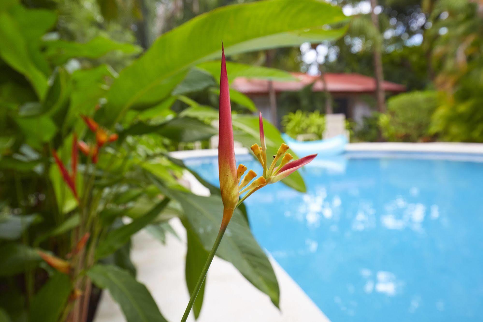 Living Hotel Nosara Dış mekan fotoğraf